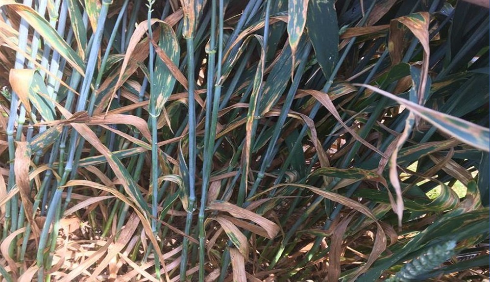 Septoria tritici symptoms on wheat at an RL trial site (untreated, disease rating '8')